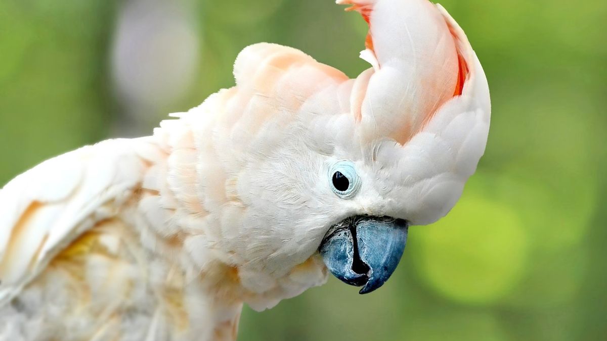 Táborská zoo bude mít nový ptačí dům